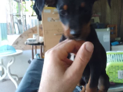 German Pinscher – Mount Pritchard