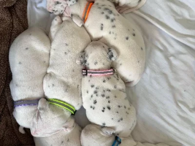 Dalmatian – Flagstone