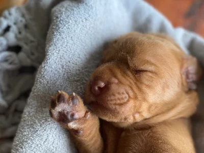 Purebred Hungarian Wirehaired Vizsla Puppies