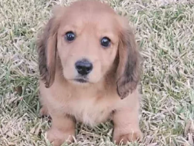 Miniature Dachshund – Silverdale