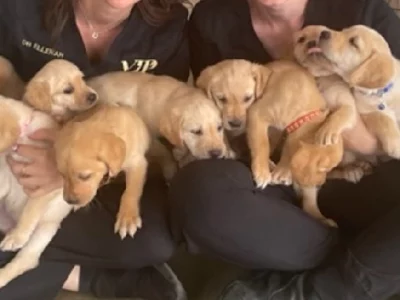 Labrador Retriever – Morayfield