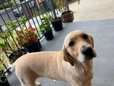 Golden Retriever – Doncaster