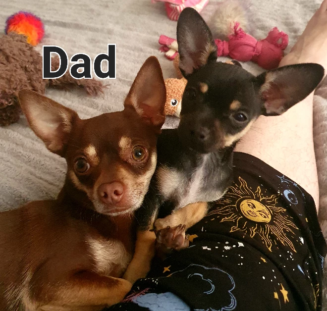 Chihuahua – Basin View