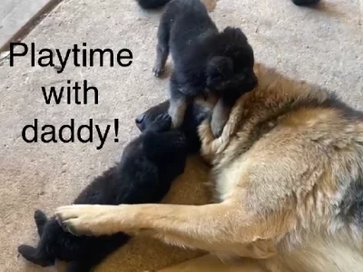 German Shepherd – Fawkner