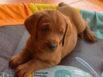 Labradoodles (F2) – Burra