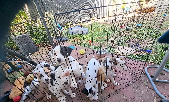 Whippet – Burleigh Heads