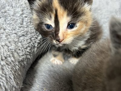 Cats – Cranbourne North