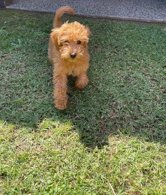 Labradoodle – Clayton South
