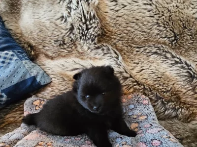 Pomeranian – Tamworth