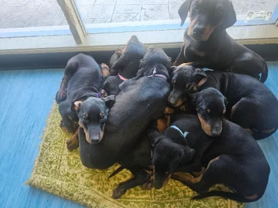 Dobermann – Springvale