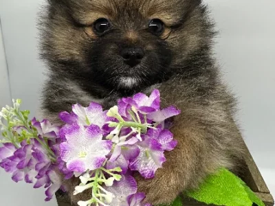 Pomeranian – Taromeo