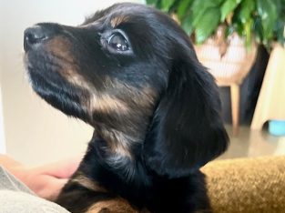 Dachshund – Cobram