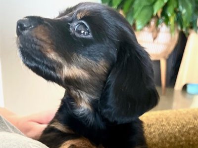 Dachshund – Cobram