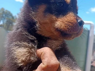 Rottweiler – Biggenden