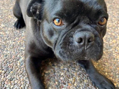 French Bulldog x Pug