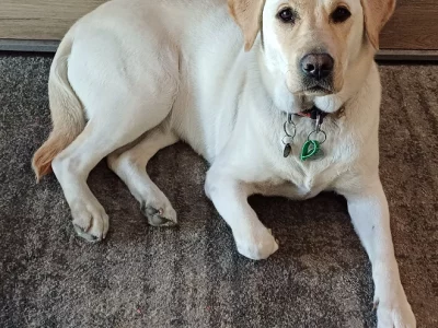 Labrador Retriever – Springvale South