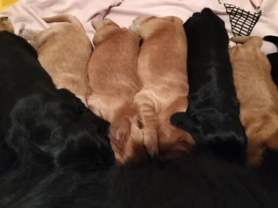 Cocker Spaniel – Muswellbrook