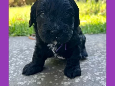 Shmoodle – Armstrong Creek