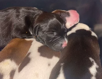 American Staffordshire Bull Terrier – Casino