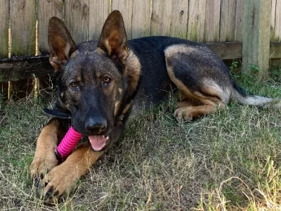 German Shepherd – Ipswich