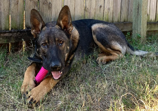 German Shepherd – Ipswich