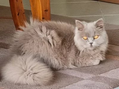 British Shorthair – Seaton