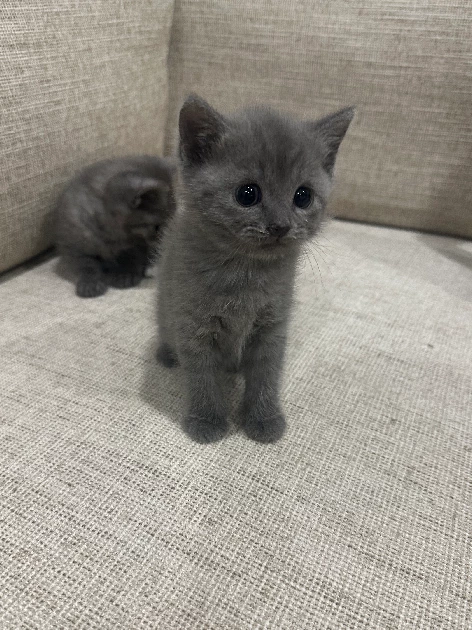 British Blue – Lidcombe