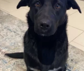 Kelpie Cross Labrador – Tanilba Bay