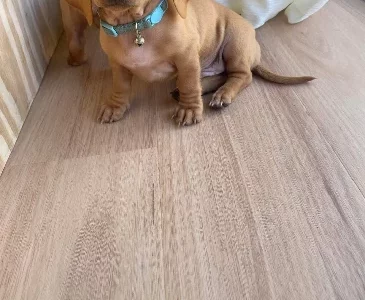 Dachshund – Goonellabah