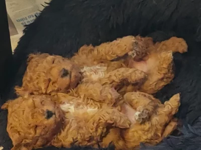 Poodle Mini – Casterton