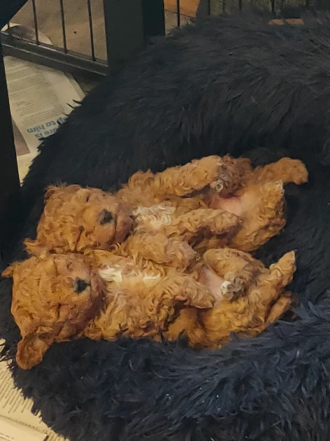 Poodle Mini – Casterton