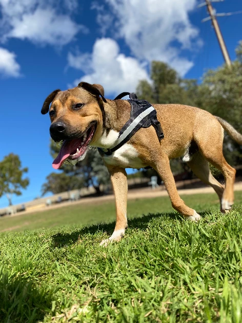 American Staffordshire Bull Terrier – Strathalbyn