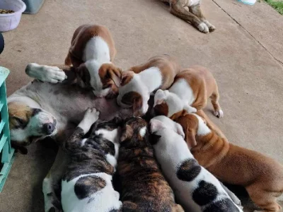 Australian Kelpie – Blacktown