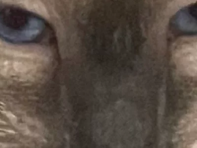 Siamese – Shepparton