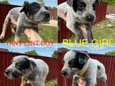Australian Cattle Dog – Blacktown