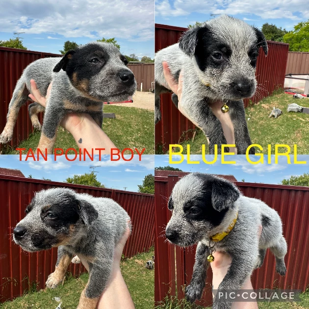 Australian Cattle Dog – Blacktown
