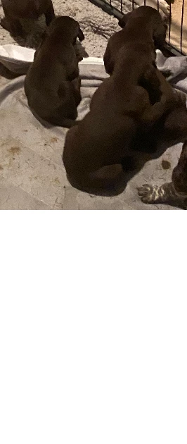 German Shorthaired Pointer – Bullsbrook