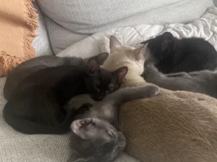 Burmese – Elanora Heights