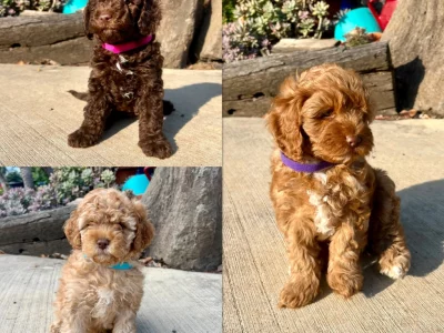 Cavoodle – Elzette Genis