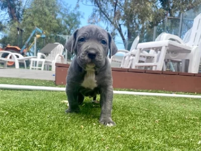 Cane Corso – Lara