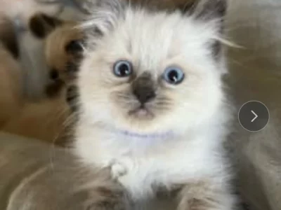 Ragdoll – Flemington