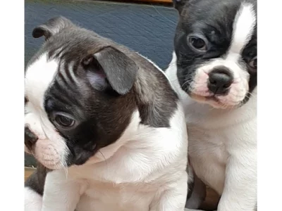Boston Terrier – Croydon
