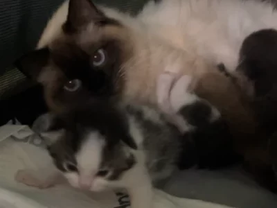 Ragdoll – Parramatta