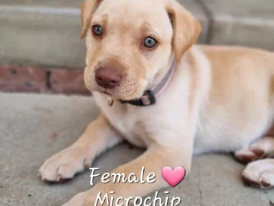 Labrador Kelpie – Natalie