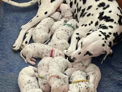 Dalmatian – Geelong