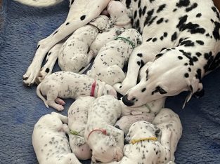 Dalmatian – Geelong