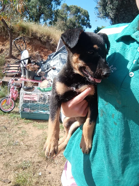 Kelpie – Yackandandah