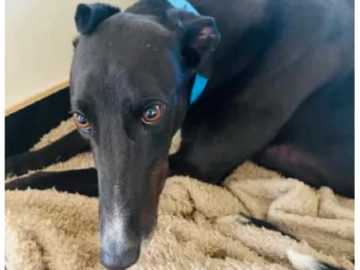 Greyhound – Justin Bowe