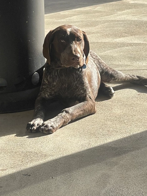 German Shorthaired Pointer – Barooga