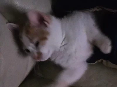 Domestic Short Hair (DSH) – Yagoona